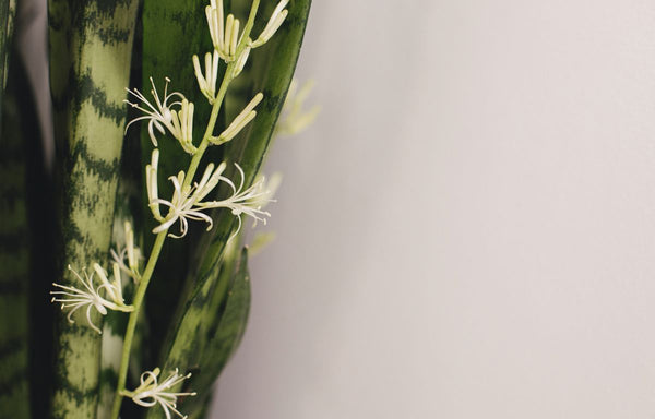 Snake Plant Sansevieria flower.