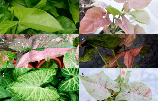 Various Syngonium plant varieties