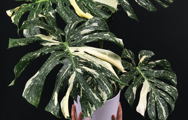 Magnificent Thai Constellation Monstera in a white pot in front of a black background.