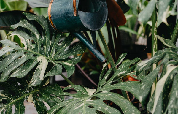 A gardner watering a thriving Thai Constellation Monstera.