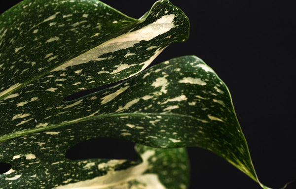 Constellation variegated patterning of a Thai Constellation Monstera leaf