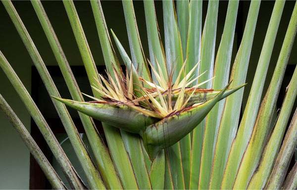 Traveller's Palm flowers emerging from the axils between the stems.