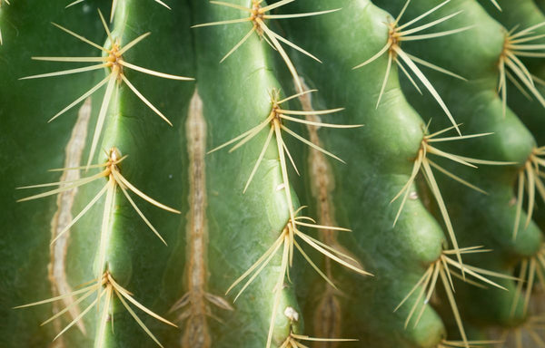 Golden Barrel Cactus with white cuts in between the leaves due to pest damaged.