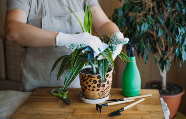 Wiping grime and dirt from the leaves of an indoor plant.