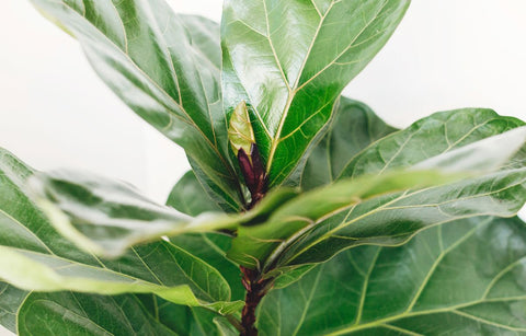 fiddle leaf fig