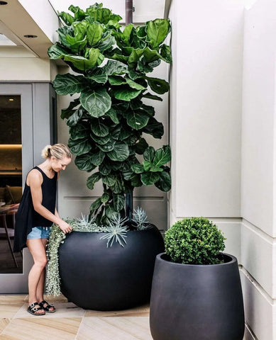 the balcony garden fiddle leaf fig