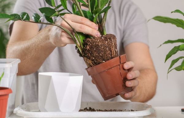 Split nursery pot makes it easier to remove a root bound plant.