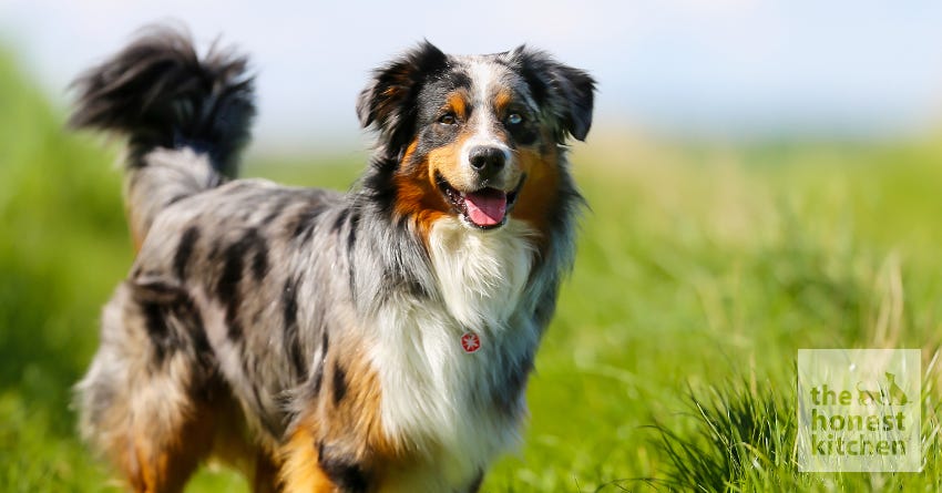 Australian Shepherd