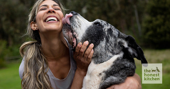 Giant Appetites, Giant Meals: The Top Dry Foods for Large Dogs