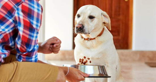 How To Transition Your Dog’s Food [+ 6 Tips To Help Make The Change]