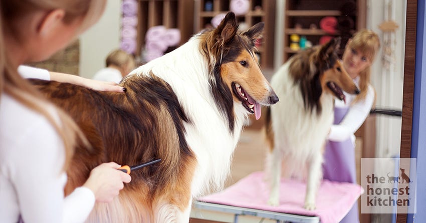 Dog Groomer