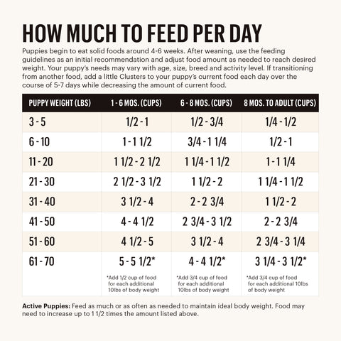 Feeding Times and Frequency for Your Dog