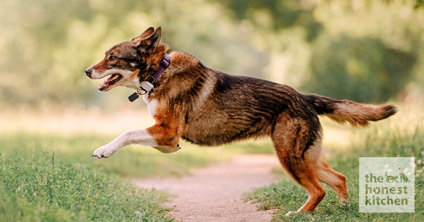 GPS dog collar