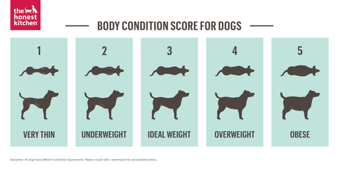 Body Conditioning Chart Image