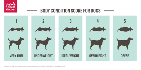 body condition dogs image