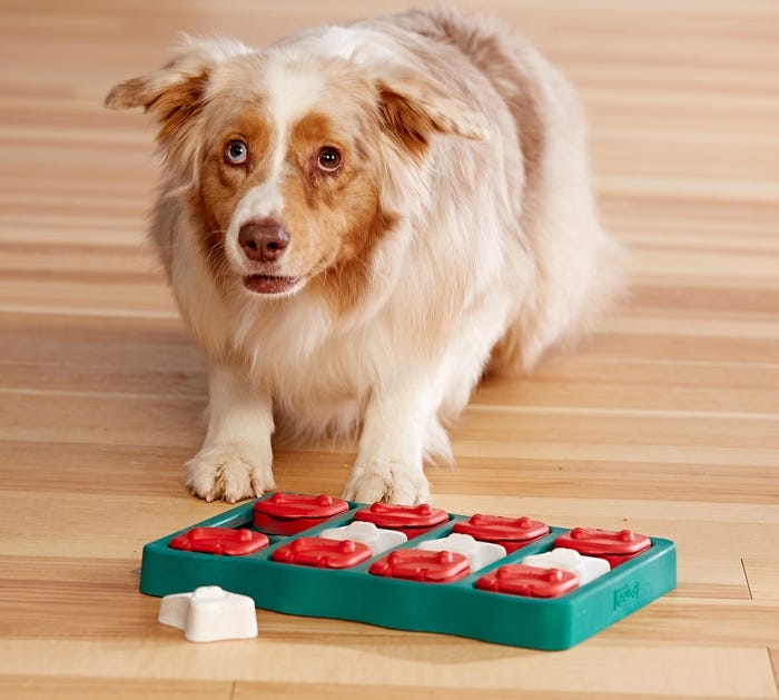 The Best Dog Feeding Toys — Enrichment 101 - Bings Best Things