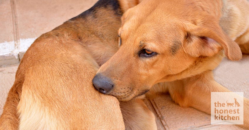 how to treat heat spots on dogs