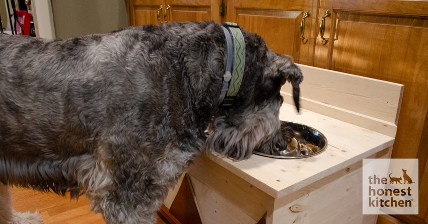 elevated dog bowl