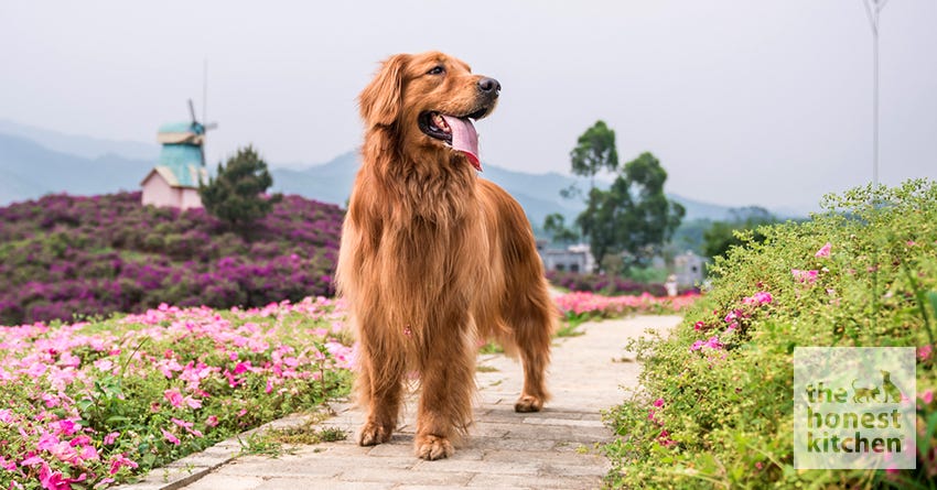 golden retriever