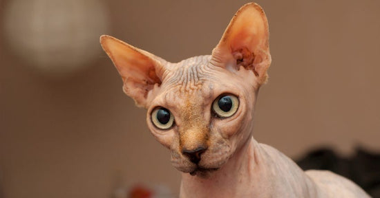 Is That a CAT? What It's Like Owning a Hairless Cat