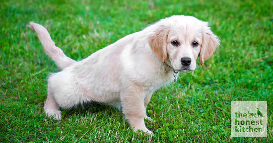 puppy potty