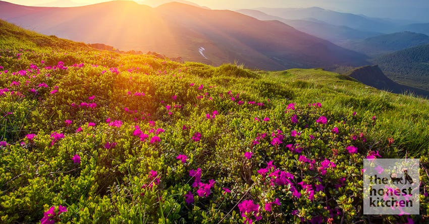 rhododendron trail