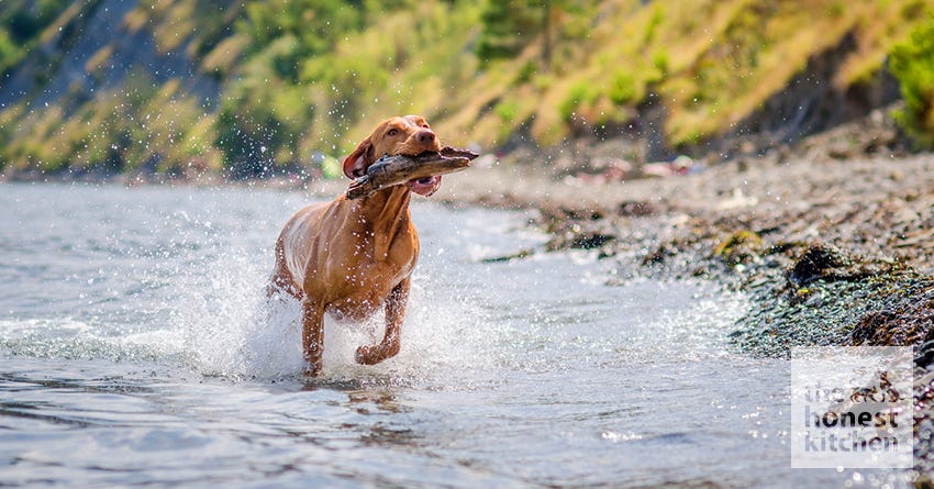 vizsla