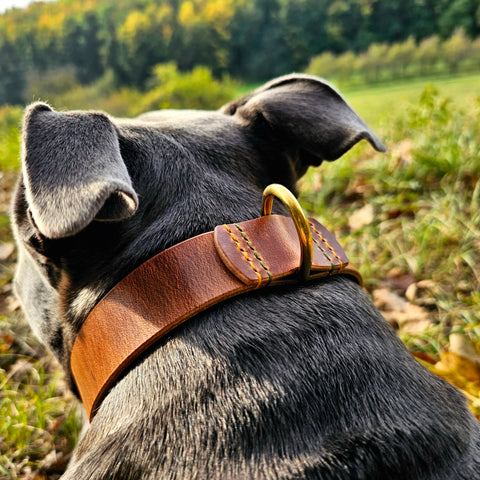 Hundehalsband aus Leder handgefertigt und maßgefertigt
