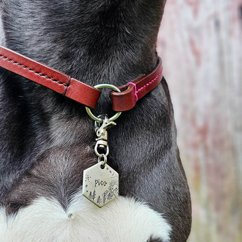 Halsband für Hundemarken Markenhalsband aus Leder