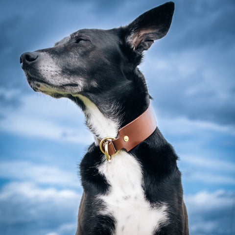 breites Hundehalsband Zugstopp Halsband