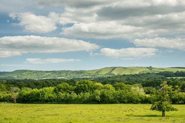 The South Downs