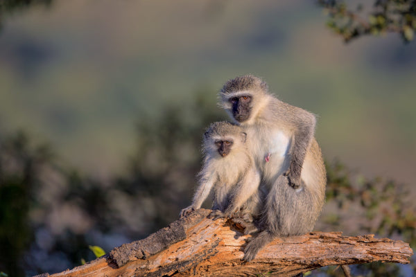 running-vest-family-of-vervet-monkeys