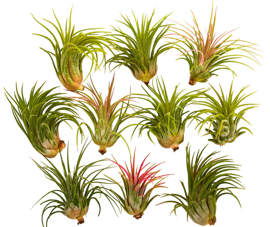 12 pcs Air Plant Tillandsia Lot / Wholesale / Bulk Air Plants – It Blooms