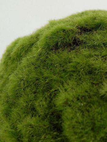 Preserved Natural Moss Roll Sheeting 14x48 by Quick Candles