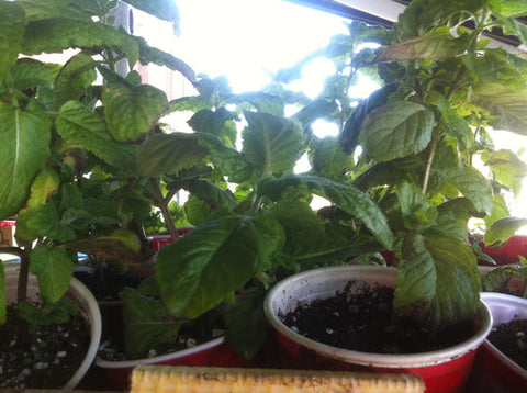 Dark Green mint seedlings. 