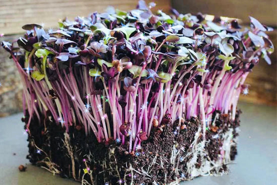 Roly Poly Radish 