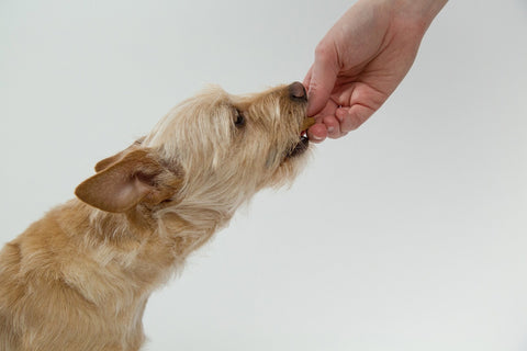 Peanut Butter: Know the Benefits and Risks for Dogs