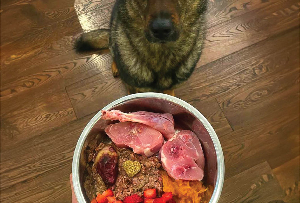 dog with healthy balanced food bowl