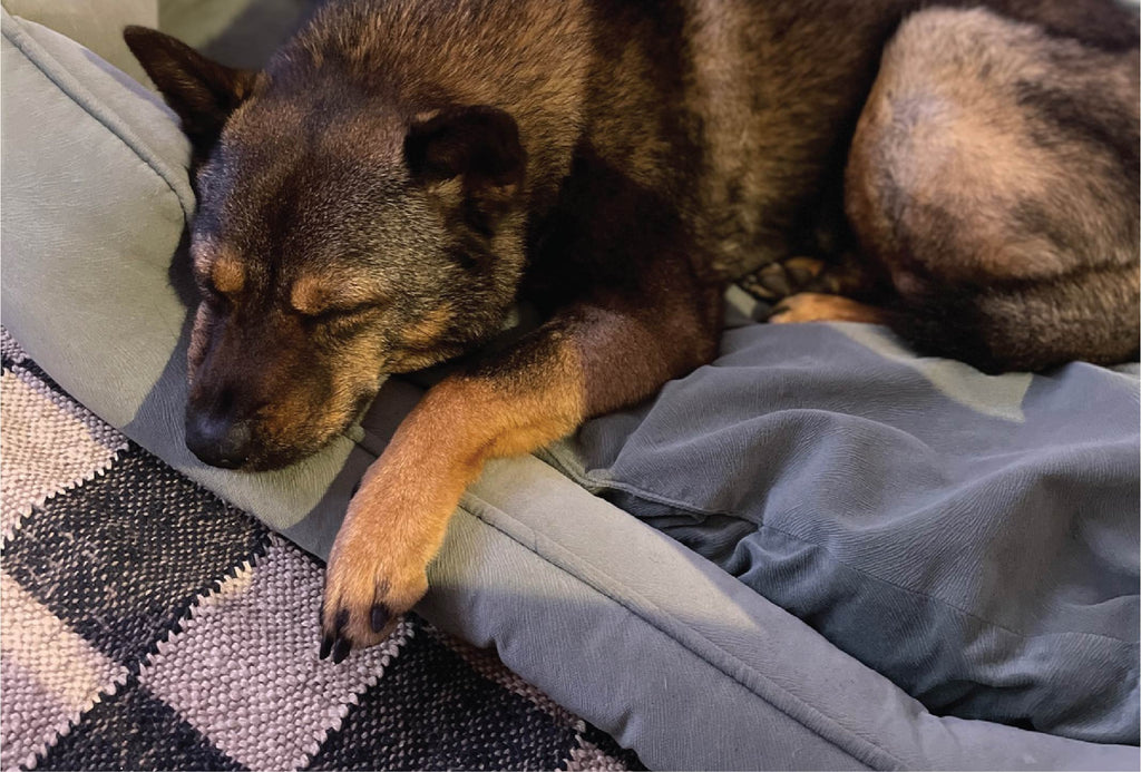 dog in bed sleeping resting