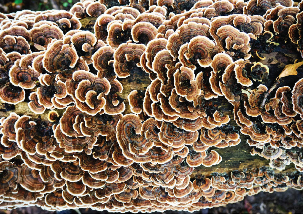turkey tail mushroom close up