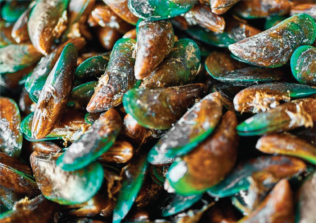 raw green lipped mussels