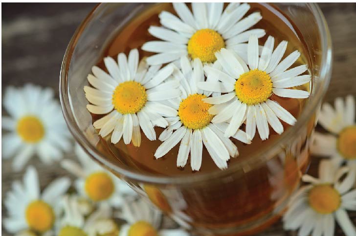 chamomile