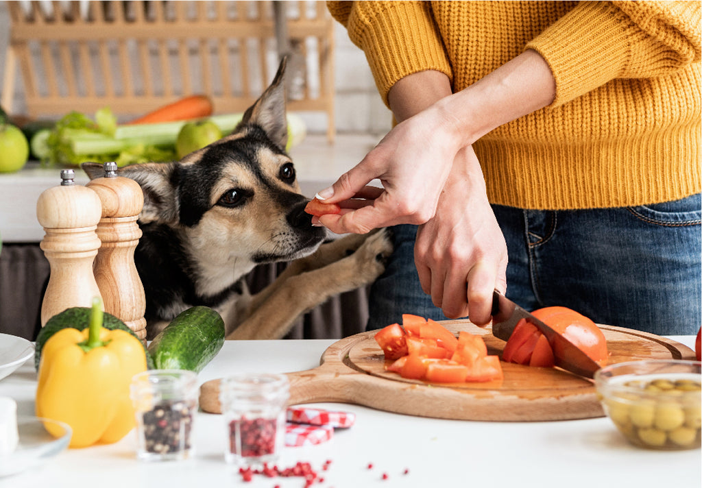 7 Top Reasons to use Clay in your Dog's Diet Regime - My Pet Nutritionist
