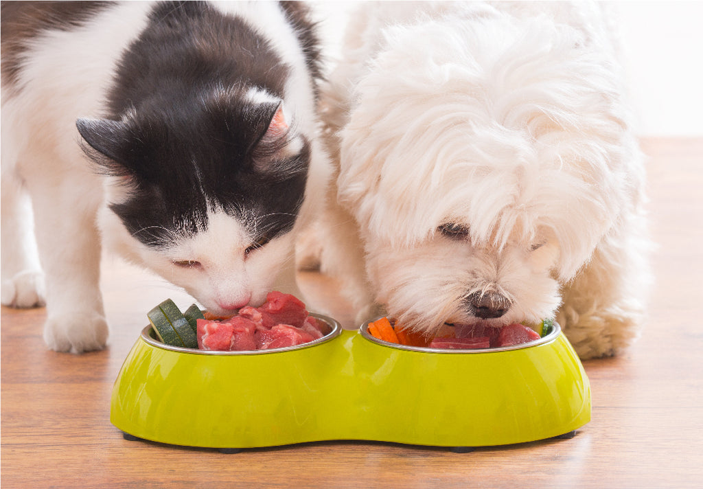 cat and dog eating healthy