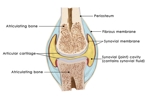 Structure of knee joint