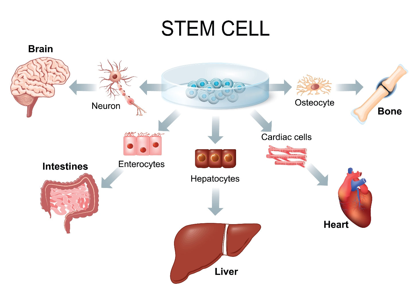 Regenerative Stem Cell Therapy Luxxowellness