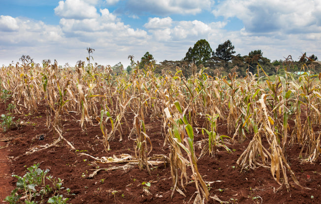 Alt: A field of wilted crops, demonstrating the impact of climate change in sub-Saharan Africa