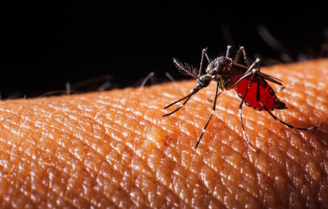 Alt: A mosquito carrying malaria, one of the most prevalent health issues in Africa.