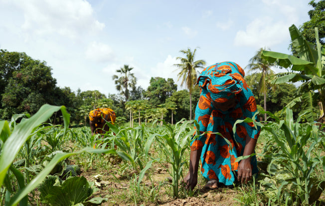 Alt: African women in traditional dress tending to crops in a field