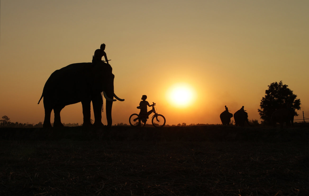 Alt: The silhouette of a man sitting on a large elephant and a young boy on a bike with an orange sunset.